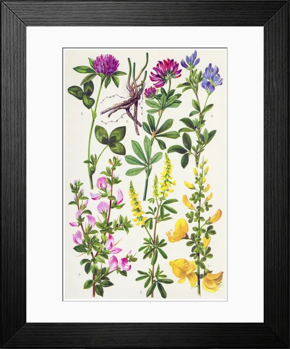 Framed Print : Medicinal and Herbal Plants Framed Print : Medicinal and Herbal Plants