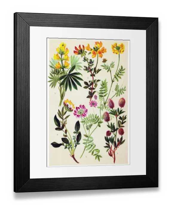 Framed Print : Medicinal and Herbal Plants Framed Print : Medicinal and Herbal Plants