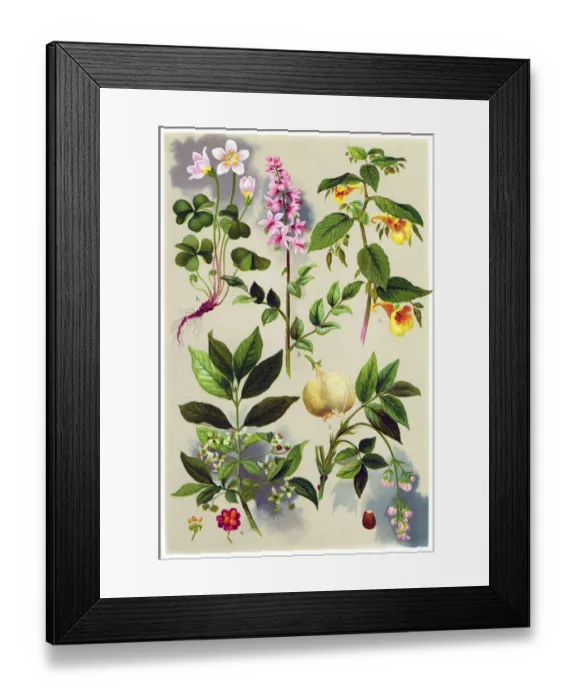 Framed Print : Medicinal and Herbal Plants Framed Print : Medicinal and Herbal Plants