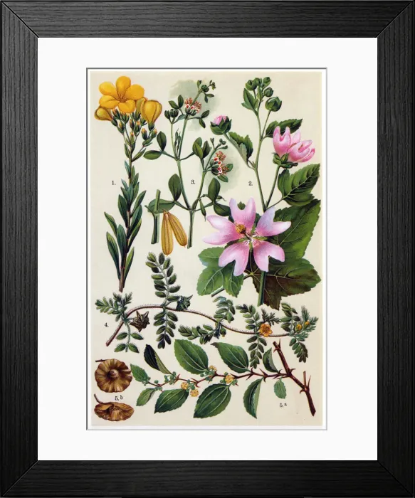 Framed Print : Medicinal and Herbal Plants Framed Print : Medicinal and Herbal Plants
