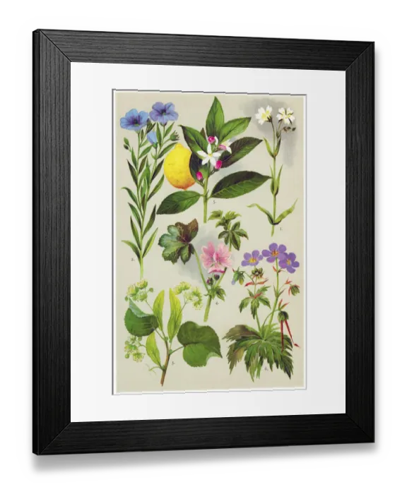 Framed Print : Medicinal and Herbal Plants Framed Print : Medicinal and Herbal Plants