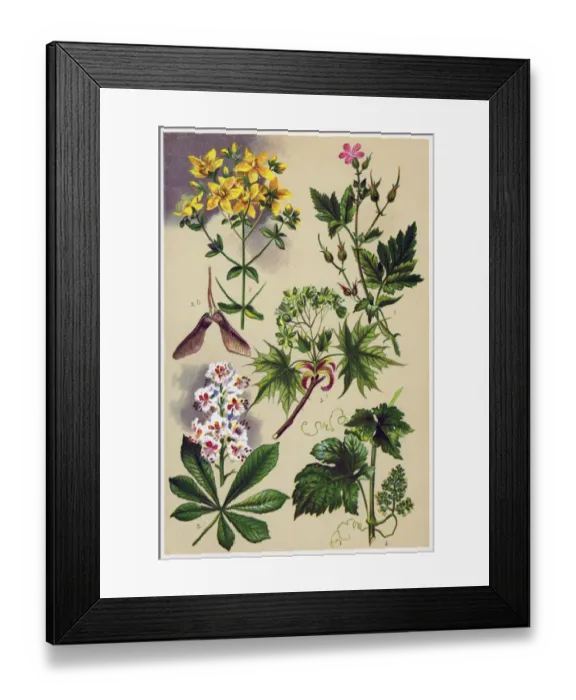 Framed Print : Medicinal and Herbal Plants Framed Print : Medicinal and Herbal Plants