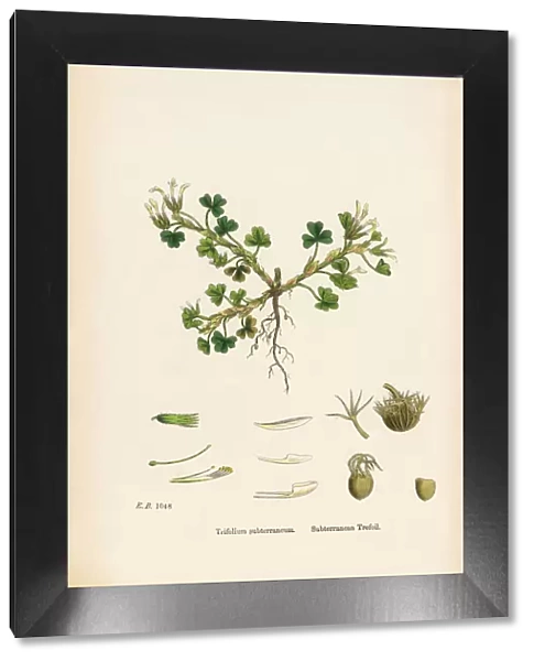 Subterranean Trefoil, Trifolium Subterraneum, Victorian Botanical Illustration, 1863