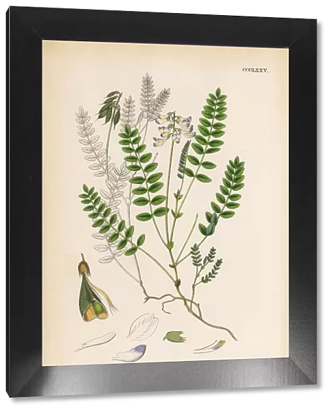 Alpine Milk Vetch, Astragalus alpinus, Victorian Botanical Illustration, 1863