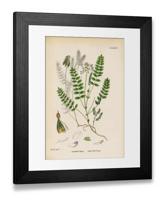 Framed Print : Alpine Milk Vetch, Astragalus alpinus, Victorian Botanical Illustration, 1863 Framed Print : Alpine Milk Vetch, Astragalus alpinus, Victorian Botanical Illustration, 1863