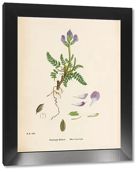Blue Oxytropis, Oxytropis Halleri, Victorian Botanical Illustration, 1863