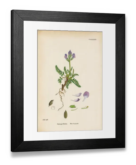 Framed Print : Blue Oxytropis, Oxytropis Halleri, Victorian Botanical Illustration, 1863 Framed Print : Blue Oxytropis, Oxytropis Halleri, Victorian Botanical Illustration, 1863