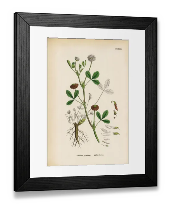 Framed Print : Alsike Clover, Trifolium hybridum, Victorian Botanical Illustration, 1863 Framed Print : Alsike Clover, Trifolium hybridum, Victorian Botanical Illustration, 1863