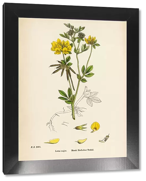 Marsh Birdas-foot Trefoil, Lotus major, Victorian Botanical Illustration, 1863