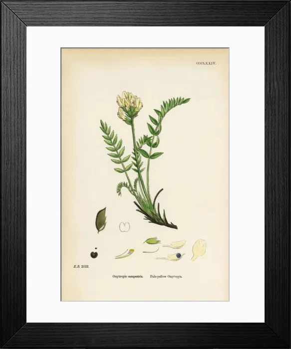 Framed Print : Pale-yellow Oxytropis, Oxytropis campestris, Victorian Botanical Illustration, 1863