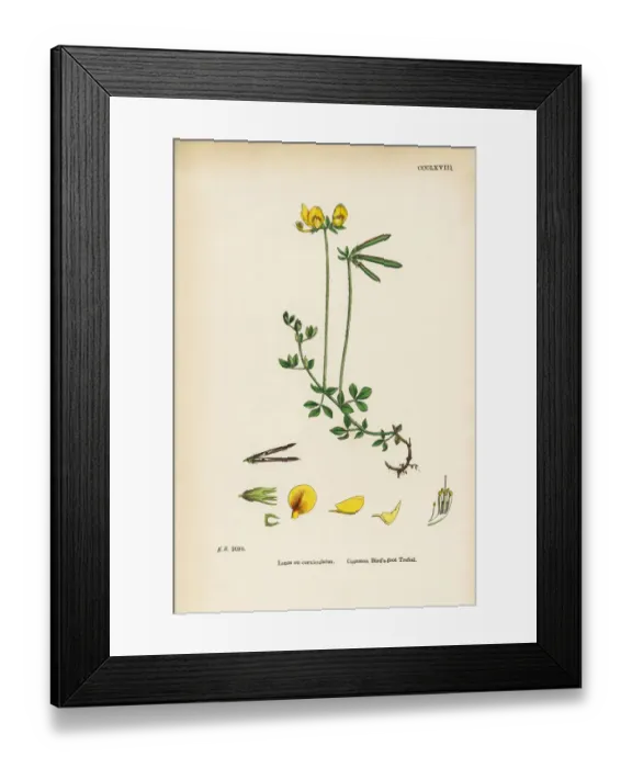 Framed Print : Common Birdas-foot Trefoil, Lotus eu-corniculatus, Victorian Botanical Illustration, 1863 Framed Print : Common Birdas-foot Trefoil, Lotus eu-corniculatus, Victorian Botanical Illustration, 1863
