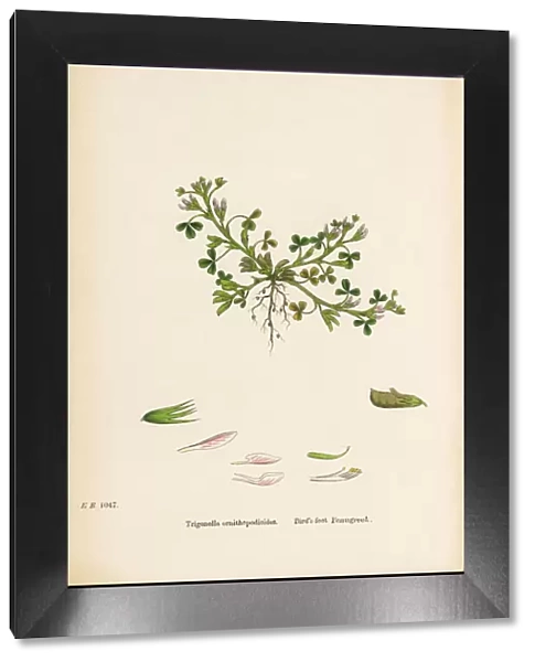 Birdas-foot fenugreek, Trigonella ornithopodioides, Victorian Botanical Illustration, 1863