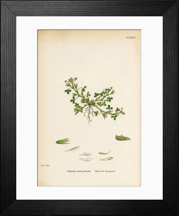 Framed Print : Birdas-foot fenugreek, Trigonella ornithopodioides, Victorian Botanical Illustration, 1863 Framed Print : Birdas-foot fenugreek, Trigonella ornithopodioides, Victorian Botanical Illustration, 1863