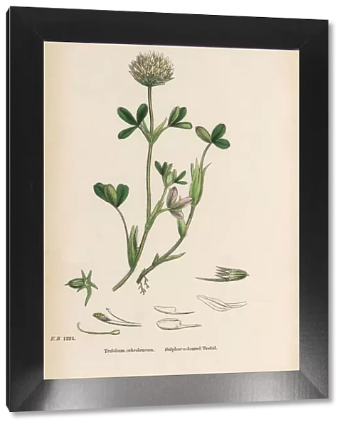 Sulphur-colored Trefoil, Trifolium ochroleucum, Victorian Botanical Illustration, 1863