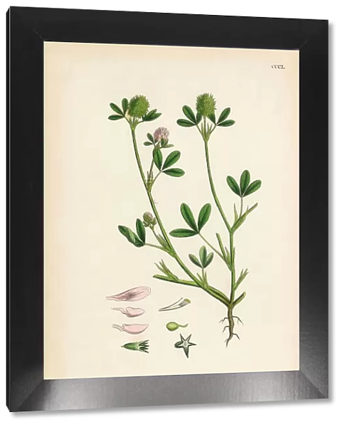 Teasel-headed Trefoil, Trifolium Maritimum, Victorian Botanical Illustration, 1863