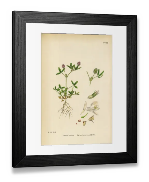 Framed Print : Upright Round-headed Trefoil, Trifolium strictum, Victorian Botanical Illustration, 1863 Framed Print : Upright Round-headed Trefoil, Trifolium strictum, Victorian Botanical Illustration, 1863