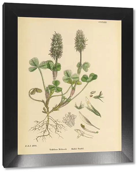 Balbias Trefoil, Trifolium Molinerii, Victorian Botanical Illustration, 1863
