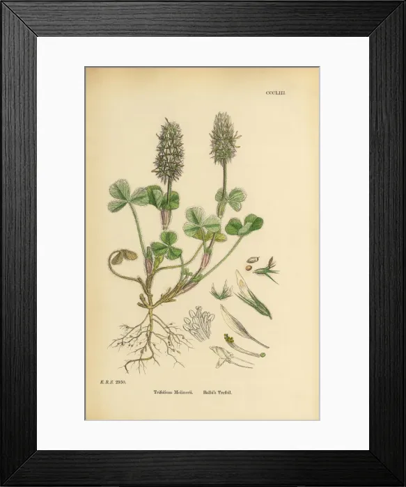 Framed Print : Balbias Trefoil, Trifolium Molinerii, Victorian Botanical Illustration, 1863 Framed Print : Balbias Trefoil, Trifolium Molinerii, Victorian Botanical Illustration, 1863
