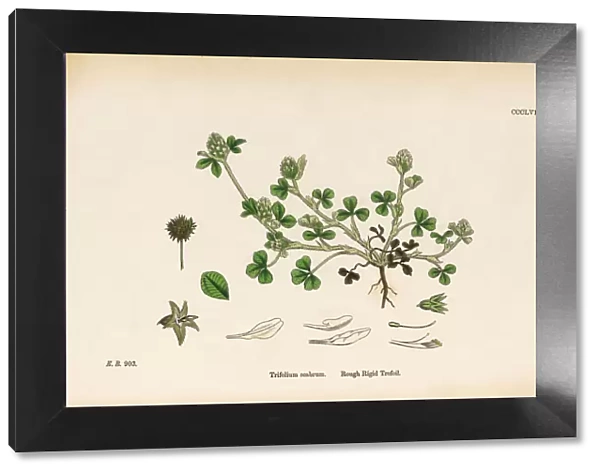 Rough Rigid Trefoil, Trifolium scabrum, Victorian Botanical Illustration, 1863