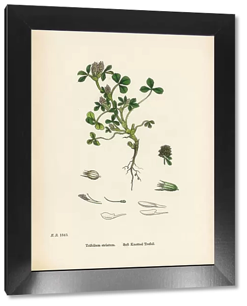 Soft Knotted Trefoil, Trifolium striatum, Victorian Botanical Illustration, 1863