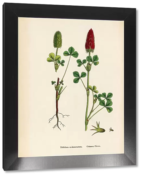 Crimson Clover, Trifolium eu-incarnatum, Victorian Botanical Illustration, 1863
