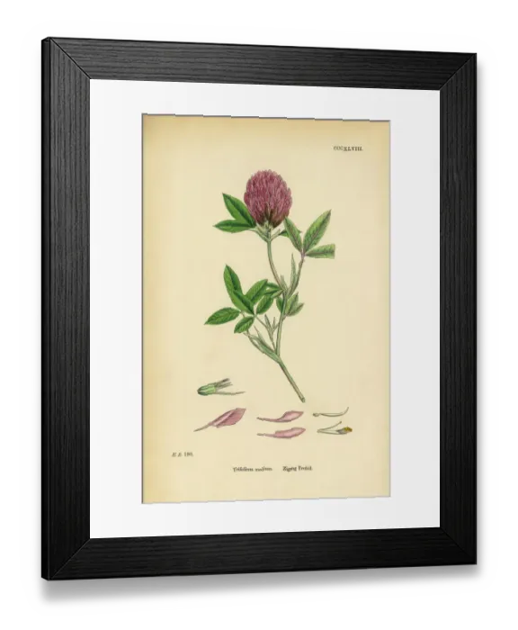 Framed Print : Zigzag Trefoil, Trifolium medium, Victorian Botanical Illustration, 1863 Framed Print : Zigzag Trefoil, Trifolium medium, Victorian Botanical Illustration, 1863