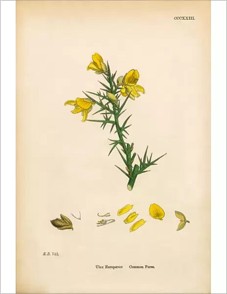 Common Furze, Ulex Europaeus, Victorian Botanical Illustration, 1863