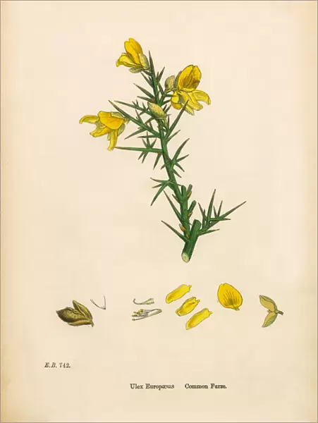 Common Furze, Ulex Europaeus, Victorian Botanical Illustration, 1863