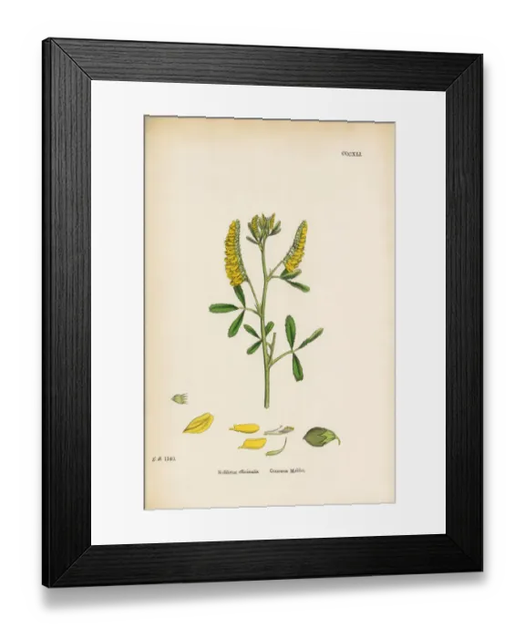 Framed Print : Common Melilot, Melilotus Officinalis, Victorian Botanical Illustration, 1863 Framed Print : Common Melilot, Melilotus Officinalis, Victorian Botanical Illustration, 1863
