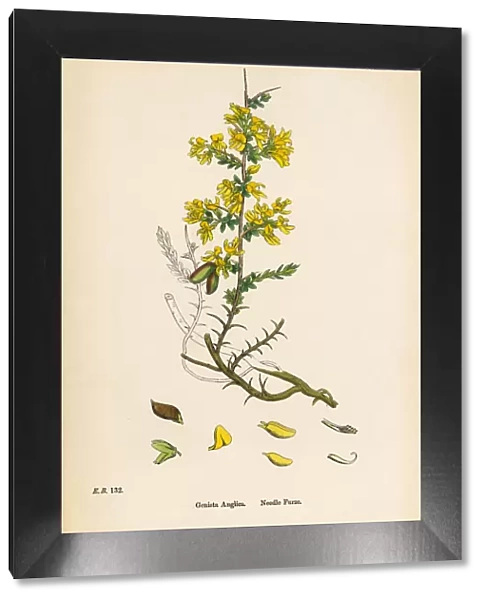 Needle Furze, Genista Anglica, Victorian Botanical Illustration, 1863