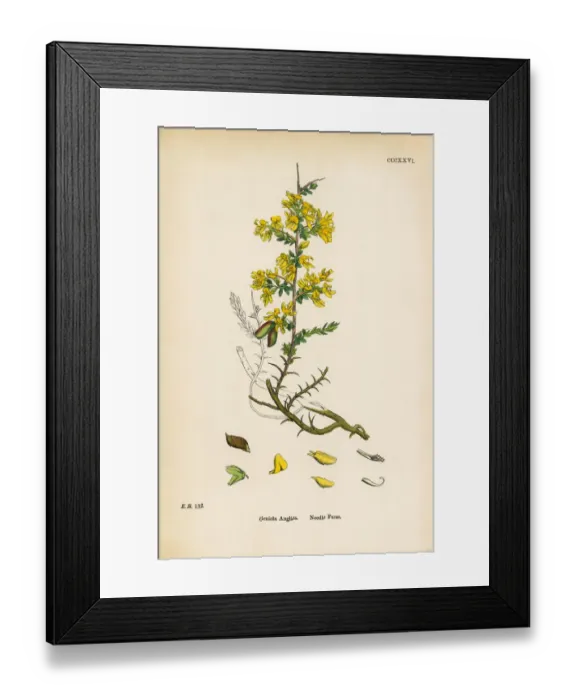 Framed Print : Needle Furze, Genista Anglica, Victorian Botanical Illustration, 1863 Framed Print : Needle Furze, Genista Anglica, Victorian Botanical Illustration, 1863
