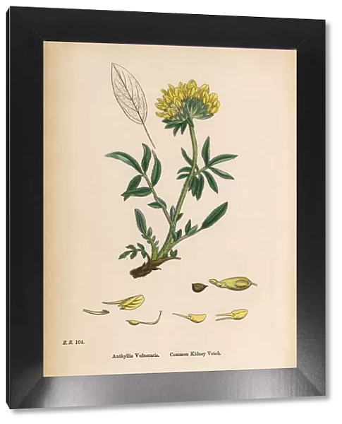Common Kidney Vetch, Anthyllis vulneraria, Victorian Botanical Illustration, 1863