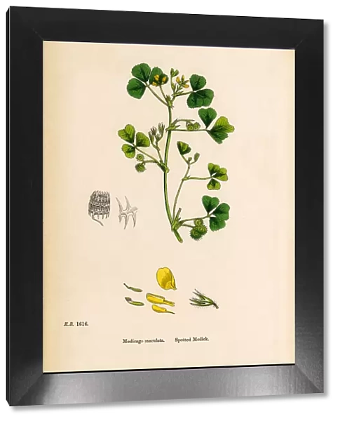 Spotted Medic, Medicago maculata, Victorian Botanical Illustration, 1863