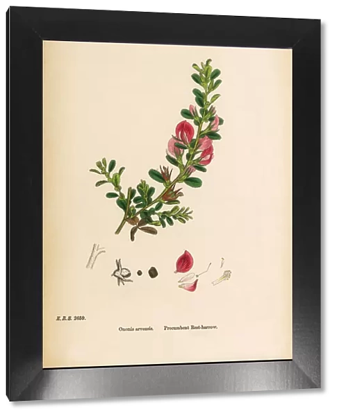 Procumbent Rest-Harrow, Ononis arvensis, Victorian Botanical Illustration, 1863