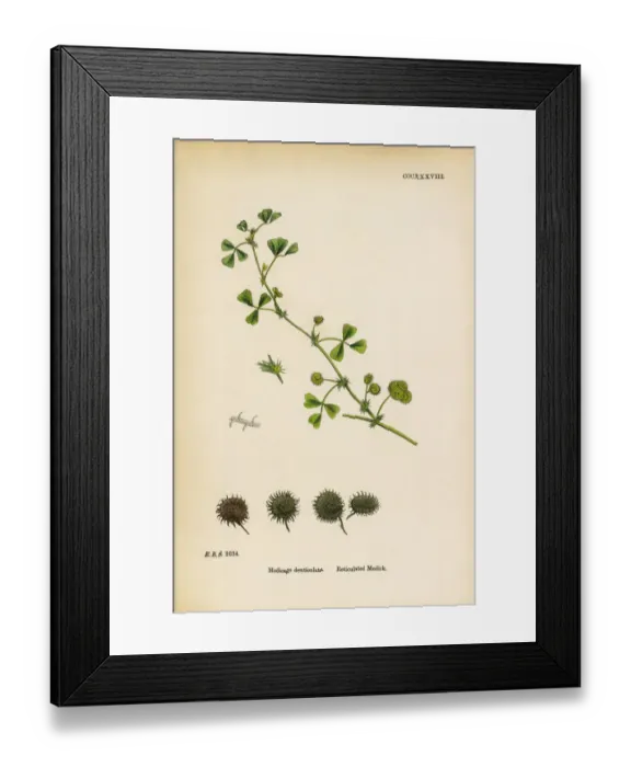 Framed Print : Reticulated Medic, Medicago denticulata, Victorian Botanical Illustration, 1863 Framed Print : Reticulated Medic, Medicago denticulata, Victorian Botanical Illustration, 1863