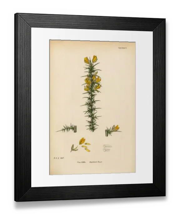 Framed Print : Planchonas Furze, Ulex Gallii, Victorian Botanical Illustration, 1863 Framed Print : Planchonas Furze, Ulex Gallii, Victorian Botanical Illustration, 1863