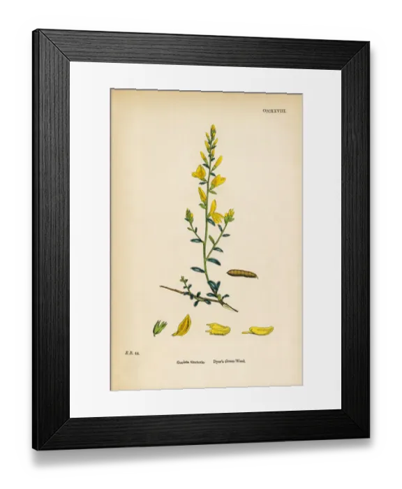 Framed Print : Dyeras Green-Weed, Genista Tinctoria, Victorian Botanical Illustration, 1863