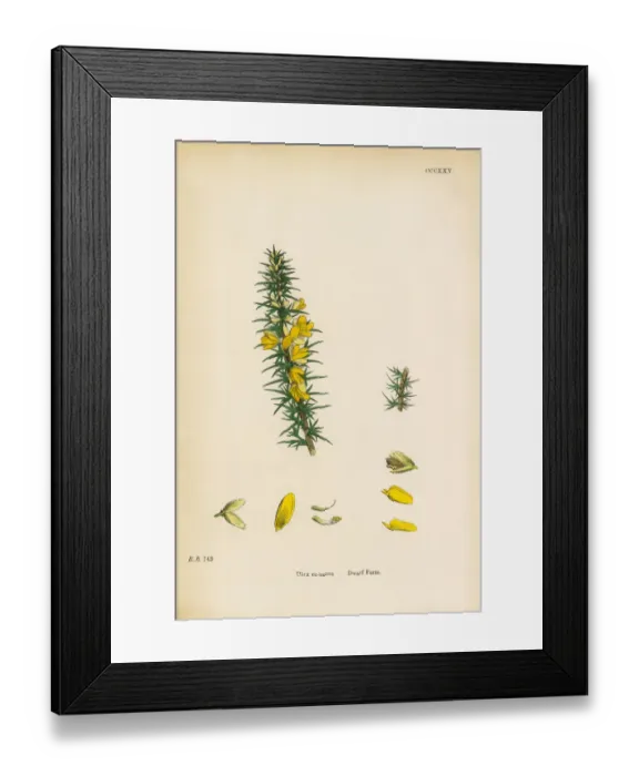 Framed Print : Dwarf Furze, Ulex eu-nanus, Victorian Botanical Illustration, 1863 Framed Print : Dwarf Furze, Ulex eu-nanus, Victorian Botanical Illustration, 1863