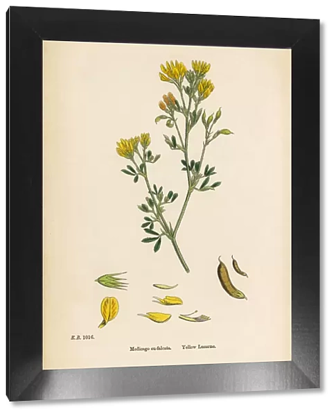 Yellow Lucerne, Medicago eu-falcata, Victorian Botanical Illustration, 1863