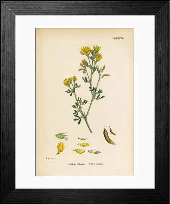 Framed Print : Yellow Lucerne, Medicago eu-falcata, Victorian Botanical Illustration, 1863 Framed Print : Yellow Lucerne, Medicago eu-falcata, Victorian Botanical Illustration, 1863