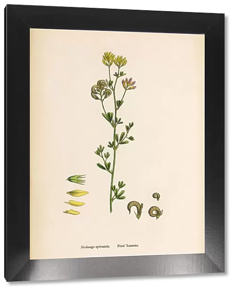 Friesa Lucerne, Medicago sylvestris, Victorian Botanical Illustration, 1863