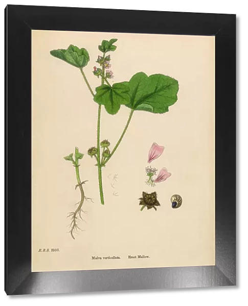 Erect Mallow, Malva vewrticellata, Victorian Botanical Illustration, 1863