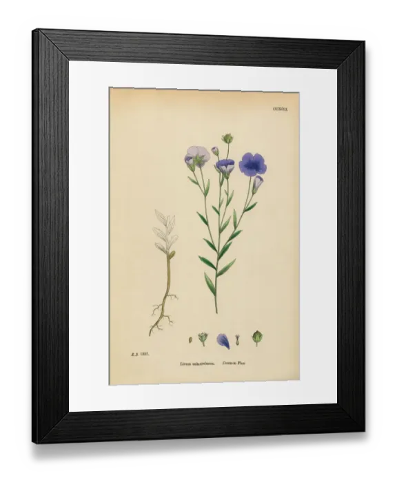 Framed Print : Common Flax, Linum Usitatissimum, Victorian Botanical Illustration, 1863 Framed Print : Common Flax, Linum Usitatissimum, Victorian Botanical Illustration, 1863