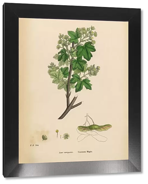Common Maple, Acer campestre, Victorian Botanical Illustration, 1863