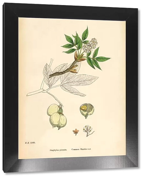Common Bladdernut, Staphylea pinnata, Victorian Botanical Illustration, 1863
