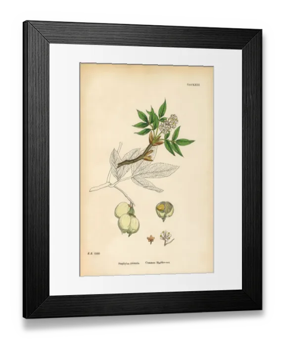 Framed Print : Common Bladdernut, Staphylea pinnata, Victorian Botanical Illustration, 1863 Framed Print : Common Bladdernut, Staphylea pinnata, Victorian Botanical Illustration, 1863