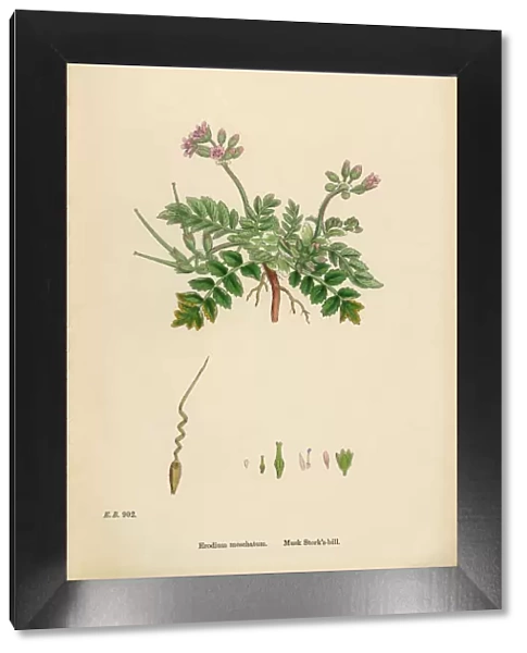 Musk Storksbill, Erodium moschatum, Victorian Botanical Illustration, 1863