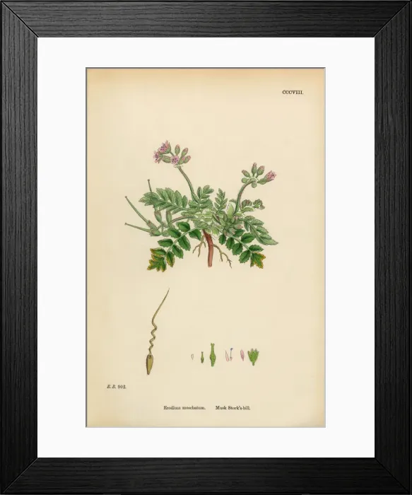 Framed Print : Musk Storksbill, Erodium moschatum, Victorian Botanical Illustration, 1863 Framed Print : Musk Storksbill, Erodium moschatum, Victorian Botanical Illustration, 1863