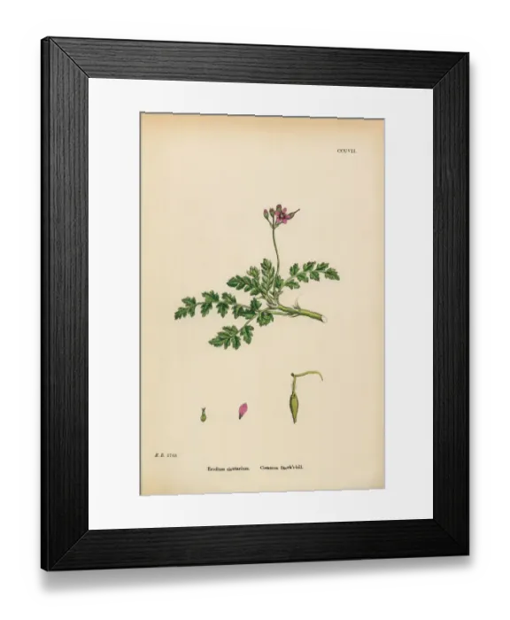 Framed Print : Common Storksbill, Erodium cicutarium, Victorian Botanical Illustration, 1863 Framed Print : Common Storksbill, Erodium cicutarium, Victorian Botanical Illustration, 1863