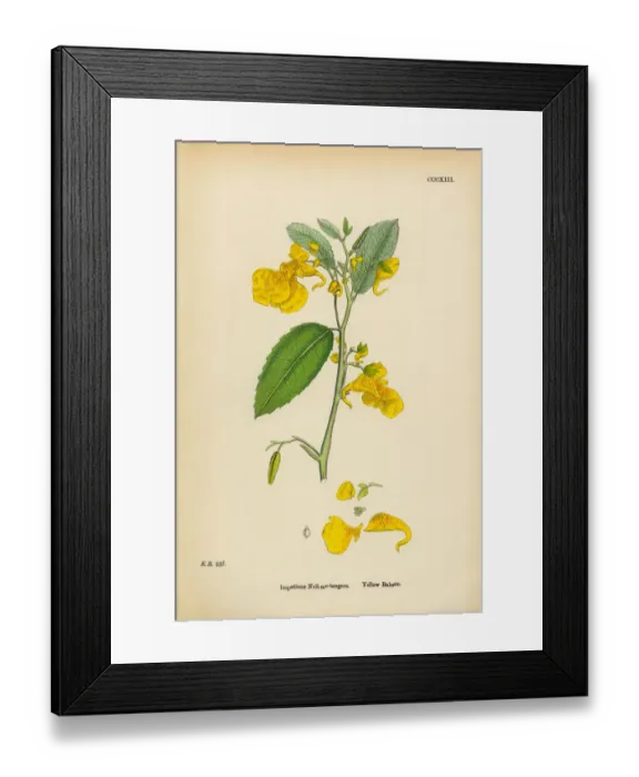 Framed Print : Yellow Balsam, Impatiens Noli-me-tangere, Victorian Botanical Illustration, 1863 Framed Print : Yellow Balsam, Impatiens Noli-me-tangere, Victorian Botanical Illustration, 1863